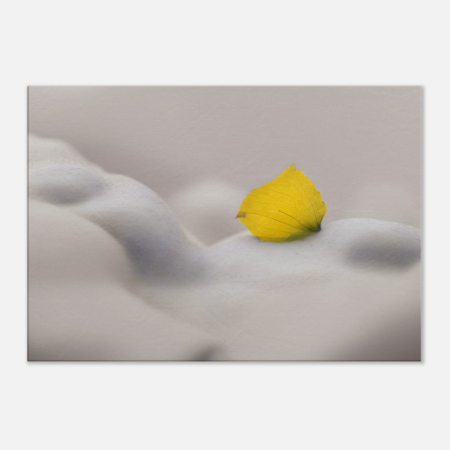 Minimalist Abstract Wall Art with Yellow Petal and Soft Textures